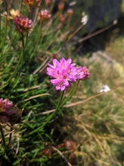 Armeria bigerrensis microcephala