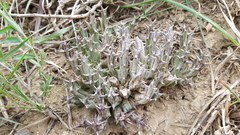 Orbea verrucosa