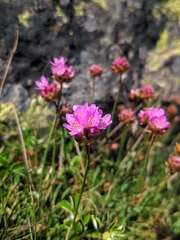 Armeria bigerrensis microcephala