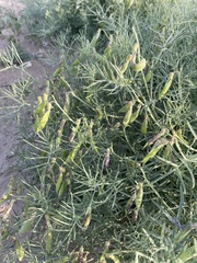 Vicia subvillosa