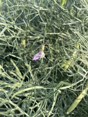 Vicia subvillosa