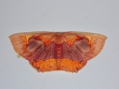 Chrysocraspeda medioplaga