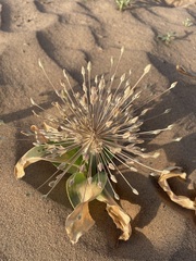 Allium protensum