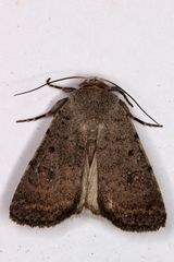 Caradrina flavirena