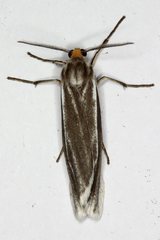 Coscinia chrysocephala