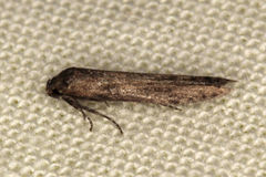 Blastobasis maroccanella