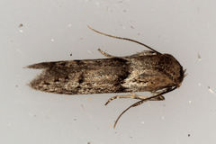 Blastobasis phycidella