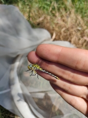 Onychogomphus forcipatus