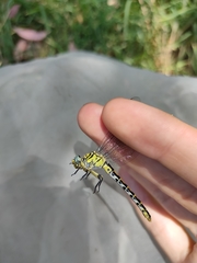 Onychogomphus forcipatus