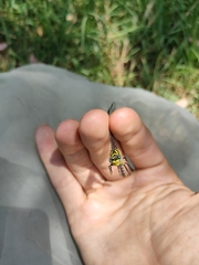 Onychogomphus forcipatus