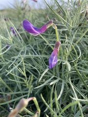 Vicia subvillosa