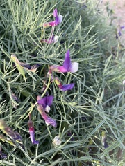 Vicia subvillosa