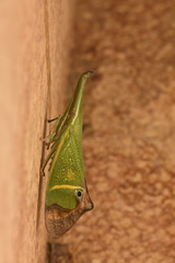 Odontoptera carrenoi