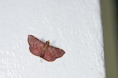 Hypsopygia pelasgalis