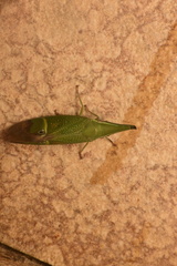 Odontoptera carrenoi