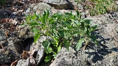 Physochlaina physaloides