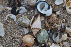 Canarium microurceum