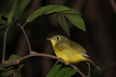 Phylloscopus soror