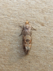 Eucopina tocullionana