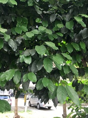 Diospyros maritima