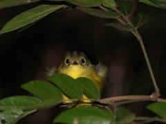 Phylloscopus soror