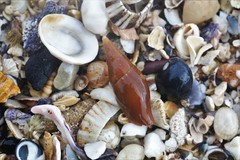 Isara carbonaria