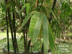 Dendrocalamus hamiltonii