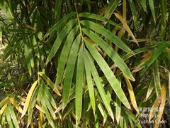 Dendrocalamus hamiltonii