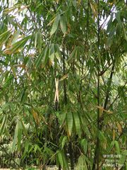 Dendrocalamus hamiltonii