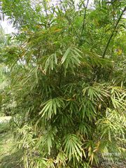 Dendrocalamus hamiltonii