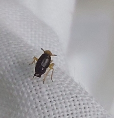 Ditropis pteridis