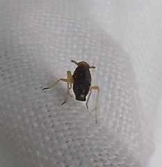 Ditropis pteridis