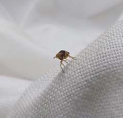 Ditropis pteridis