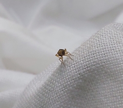 Ditropis pteridis