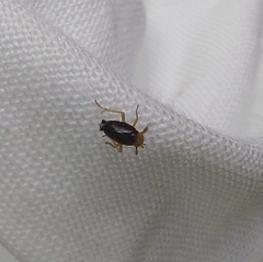 Ditropis pteridis