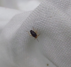 Ditropis pteridis