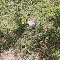Lasiommata schakra