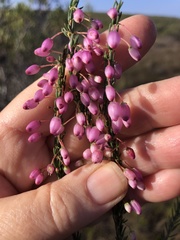 Erica globulifera
