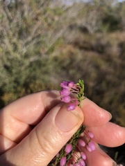 Erica globulifera