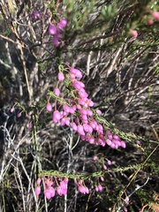 Erica globulifera