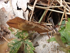 Nemotaulius punctatolineatus