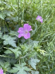 Geranium