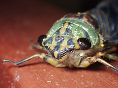 Orientopsaltria