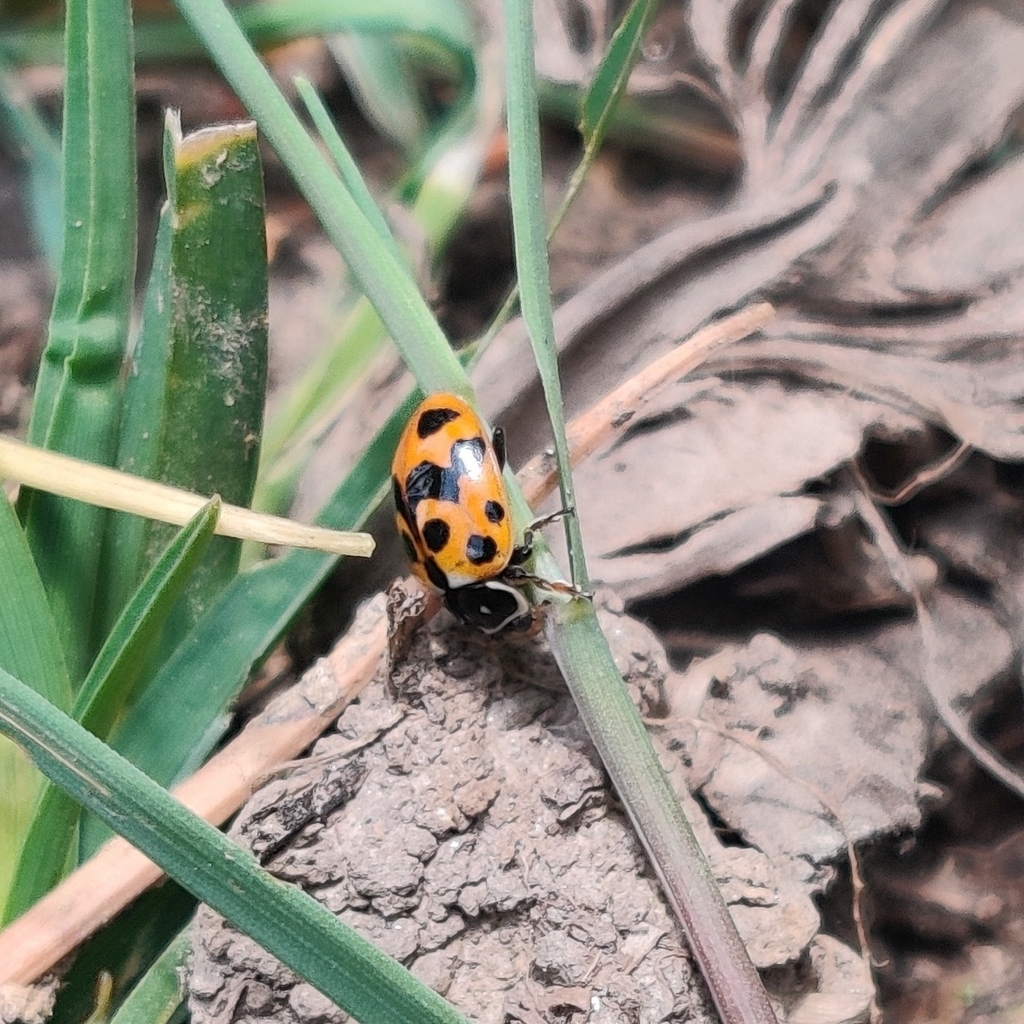Variegated Lady Beetle (Hippodamia variegata)  iNaturalist