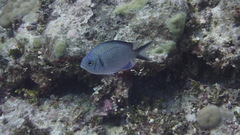 Chromis alpha