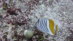 Chaetodon mertensii