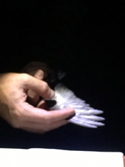 Hydrobates pelagicus