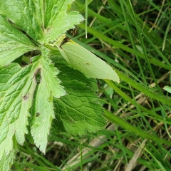 Gonepteryx nepalensis