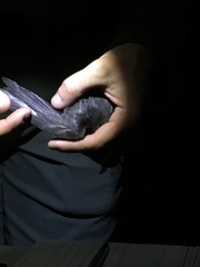 Hydrobates pelagicus