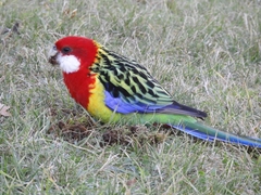 Platycercus eximius diemenensis